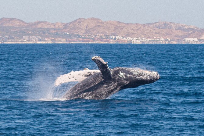 Cabo San Lucas Whale Watching Lunch Cruise - Searching the Pacific for humpbacks and gray whales