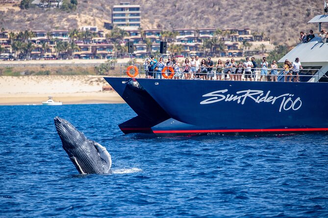 Cabo San Lucas Whale Watching Lunch Cruise - A fresh Mexican buffet on the return trip