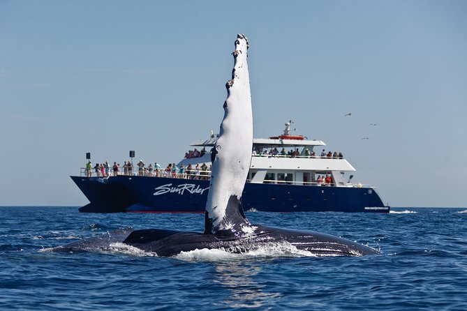 Cabo San Lucas Whale Watching Lunch Cruise - Boarding at Cabo Marina