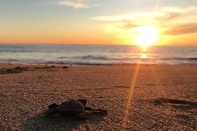 Cabo Turtle Release - Why the turtle release feels different from a standard Cabo tour
