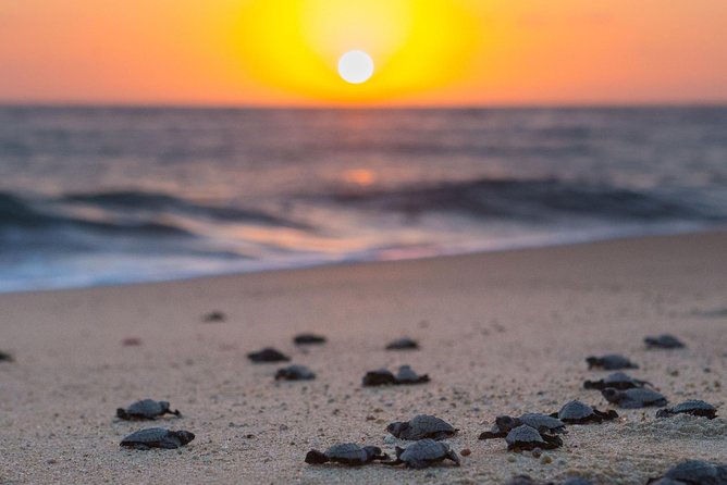 Cabo Turtle Release - Setting a hatchling on the sand