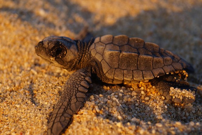 Cabo Turtle Release - A Pacific sunset adds the right finish