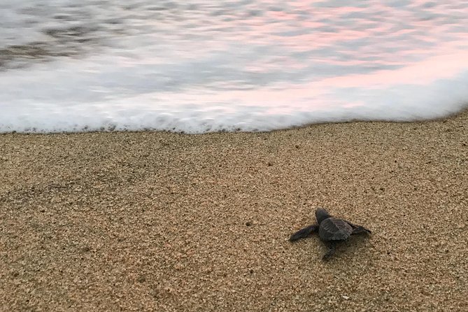 Cabo Turtle Release - Why the $109 price can make sense