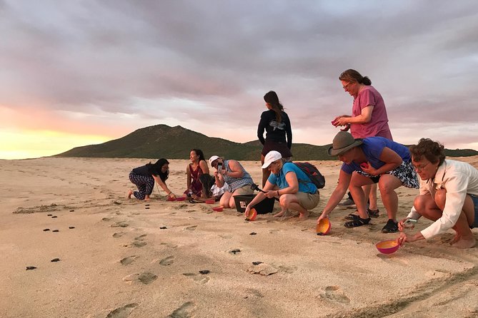 Cabo Turtle Release - Who will enjoy this most