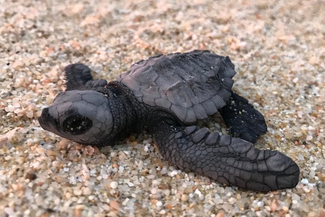 Cabo Turtle Release - Practical details that shape the evening