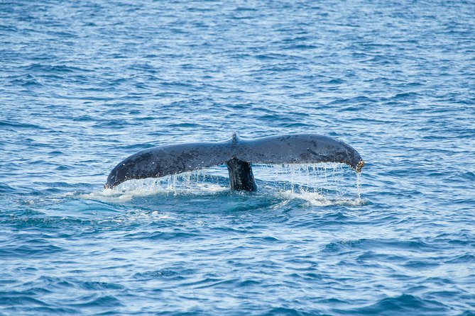 Cabo Whale Watch Three-Level Vessel and Majestic Arch - El Arco and the meeting of desert and sea