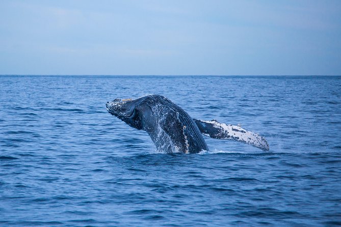 Cabo Whale Watch Three-Level Vessel and Majestic Arch - Music, scenery, and the feel on board