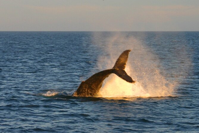Cabo Whale Watch Three-Level Vessel and Majestic Arch - Meeting at the marina and returning to Cabo