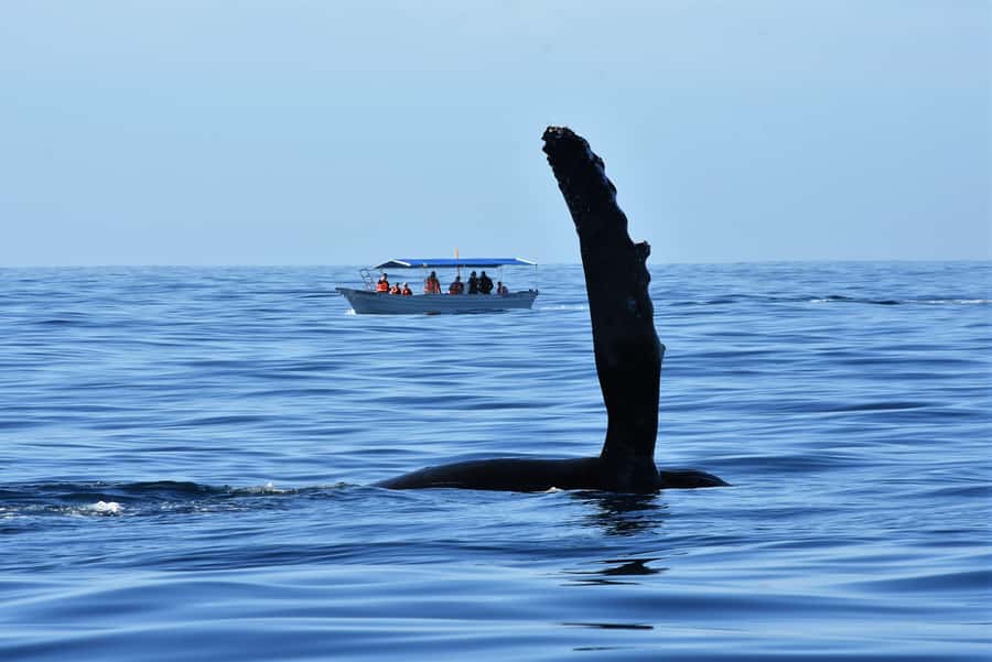Cabo: Whale-Whatching Boat Trip w/ All-Women Crew and Photos - Who Should Book This Cabo Whale Trip?