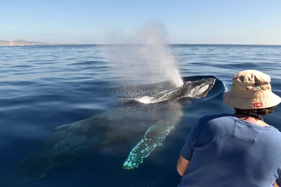 Cabo: Whale-Whatching Boat Trip w/ All-Women Crew and Photos - What You May See in Two Hours