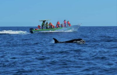 Cabo: Whale-Whatching Boat Trip w/ All-Women Crew and Photos