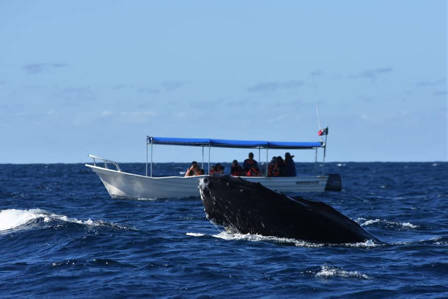 Cabo: Whale-Whatching Boat Trip w/ All-Women Crew and Photos - Included Photos Let You Put the Phone Away