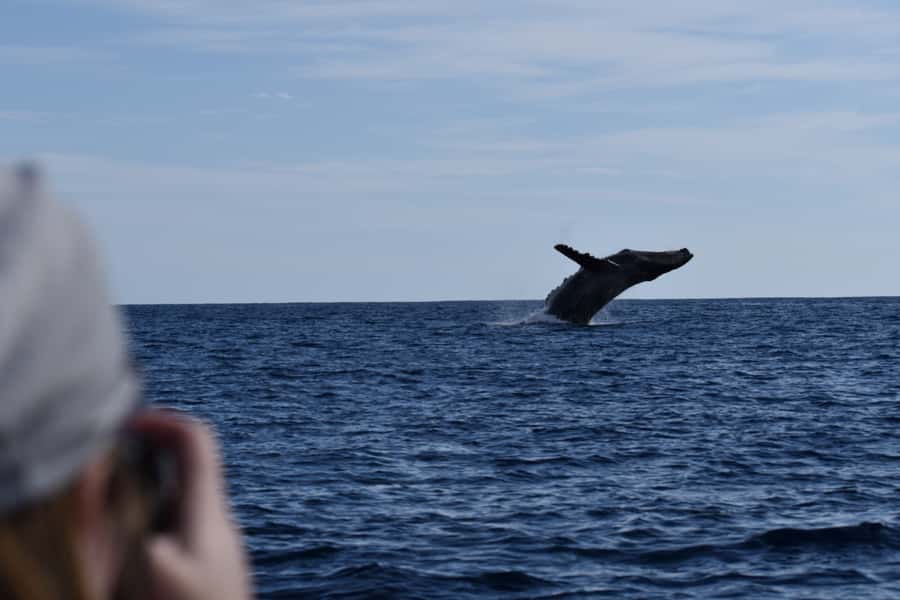 Cabo: Whale-Whatching Boat Trip w/ All-Women Crew and Photos - Morning Is the Smart Time to Go