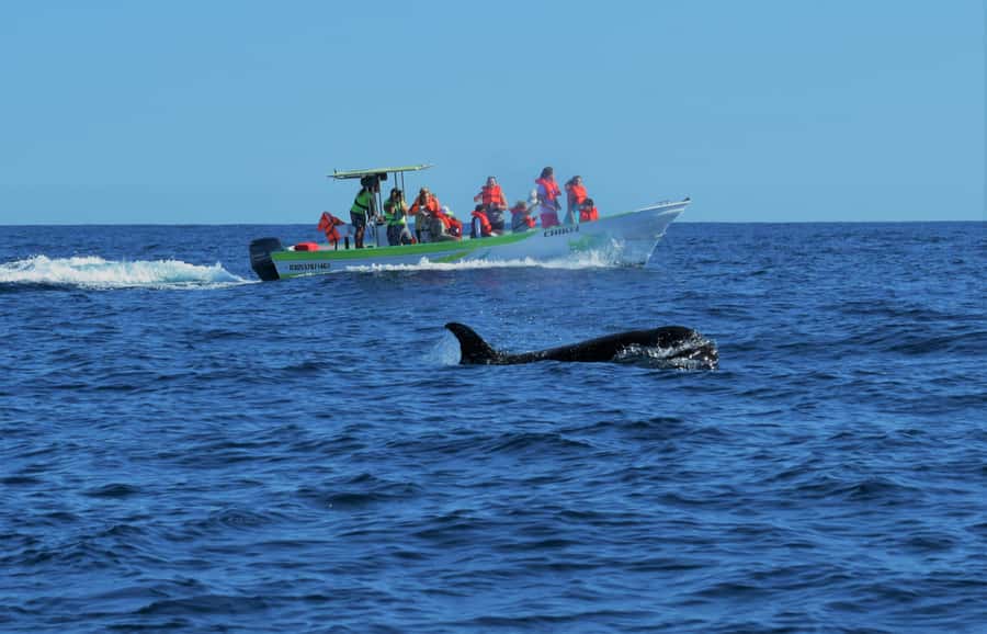 Cabo: Whale-Whatching Boat Trip w/ All-Women Crew and Photos - Searching the Pacific or Sea of Cortez