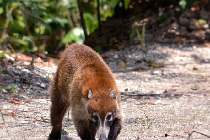 Calakmul Ancient Maya City Tour From Xpujil - Why Calakmul is worth the long road