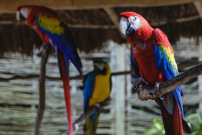 Cancun Extreme Zipline Canopy Tour - Who will enjoy this most