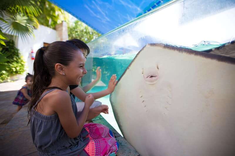 Cancún Interactive Aquarium Admission + Dolphin Presentation - Touch tanks with rays, starfish, and sea urchins