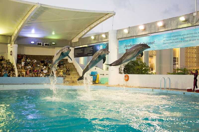 Cancún Interactive Aquarium Admission + Dolphin Presentation - The axolotl exhibit and iPad zone