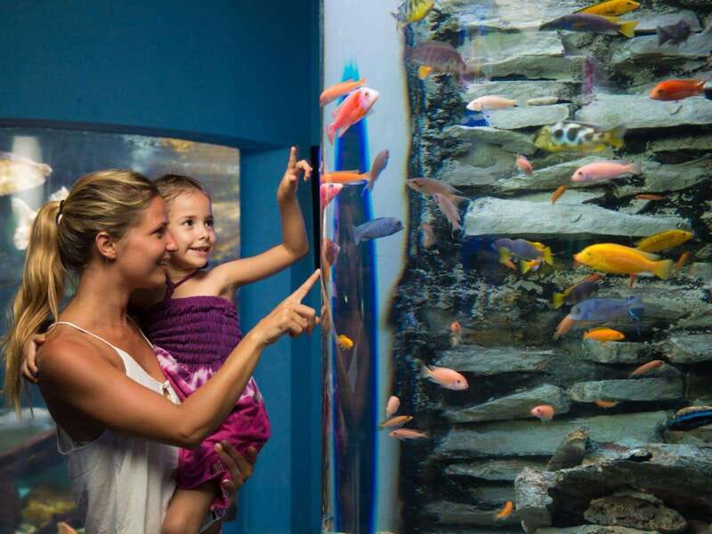 Cancún Interactive Aquarium Admission + Dolphin Presentation - The 7 pm dolphin presentation