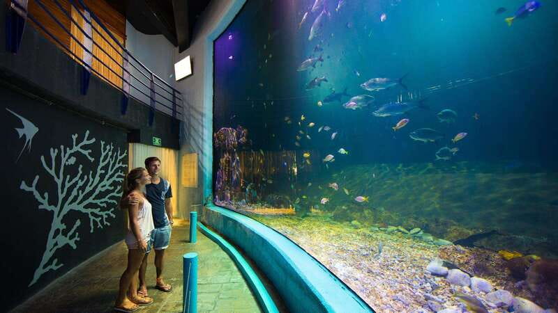 Cancún Interactive Aquarium Admission + Dolphin Presentation - The fish tanks: 1,195 specimens in a compact visit