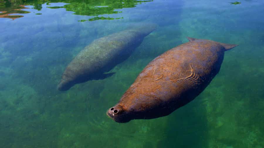 Cancún: Manatee Encounter on Isla Mujeres with Buffet Lunch - A gentle meeting with Isla Mujeres manatees