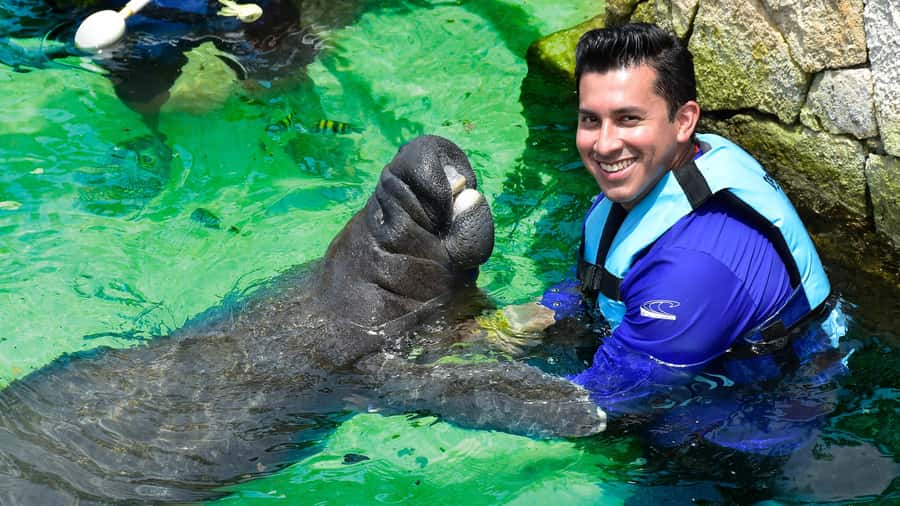 Cancún: Manatee Encounter on Isla Mujeres with Buffet Lunch - The 9:00 AM ferry from Playa Langosta