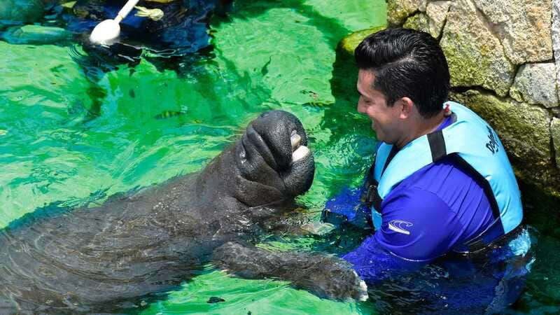 Cancún: Manatee Encounter on Isla Mujeres with Buffet Lunch - Pool time, lunch, and the slower part of the day
