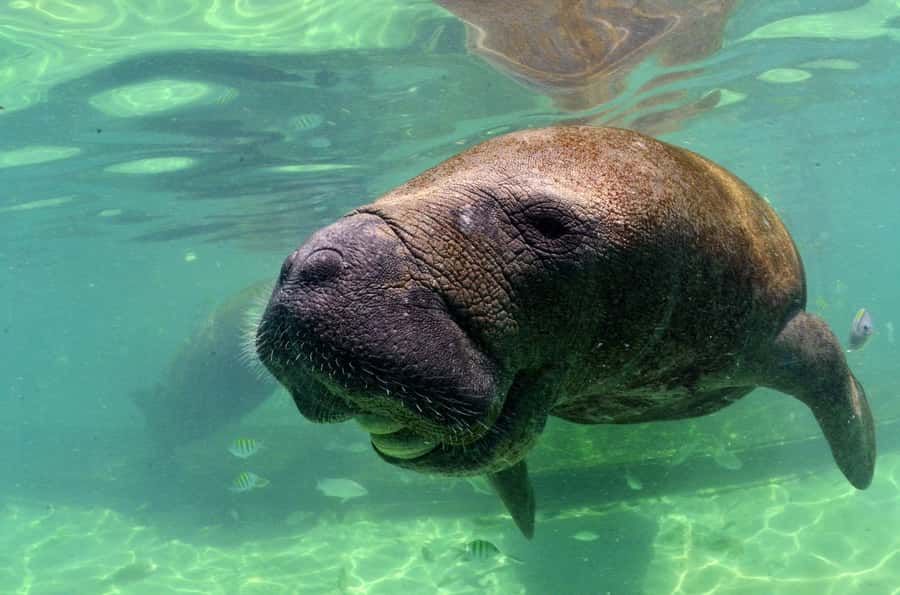 Cancún: Manatee Encounter on Isla Mujeres with Buffet Lunch - Why the instructor makes a difference