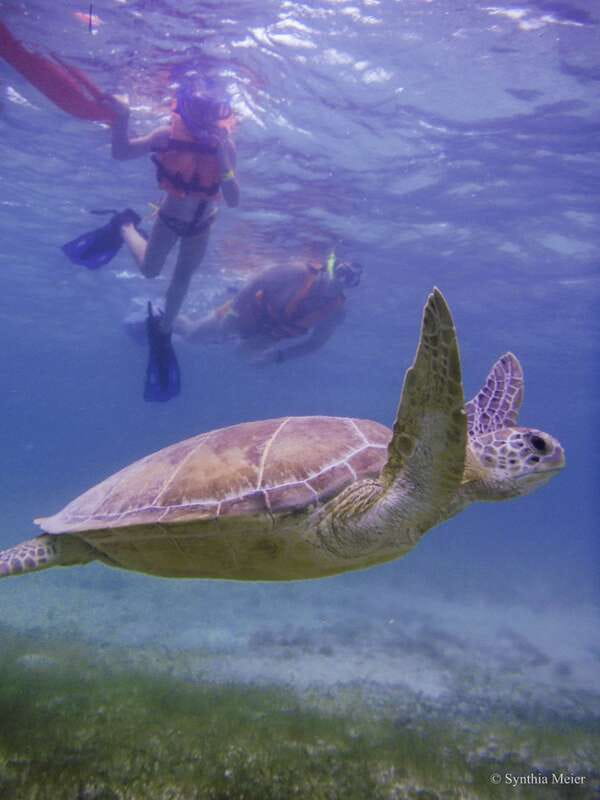 Cancun: Marine Turtle Observation in Akumal - Akumal’s Turtle Bay Is the Main Event