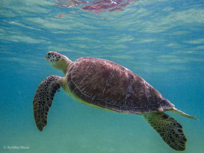 Cancun: Marine Turtle Observation in Akumal - What the $135 Price Really Covers