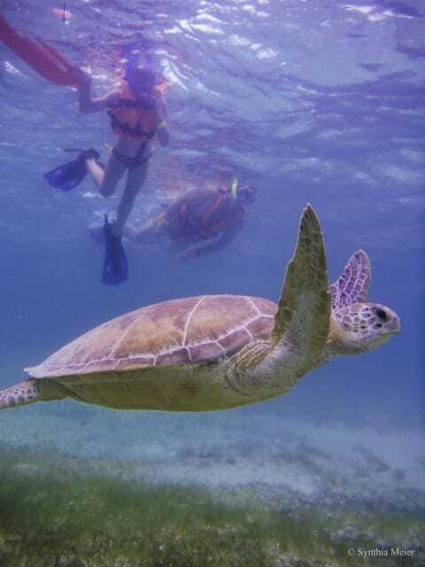 Cancun: Marine Turtle Observation in Akumal - Who Will Enjoy This Most