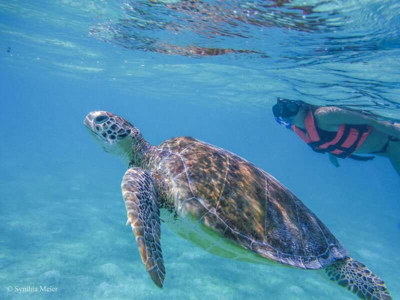 Cancun: Marine Turtle Observation in Akumal - The Cenote Adds a Completely Different Morning