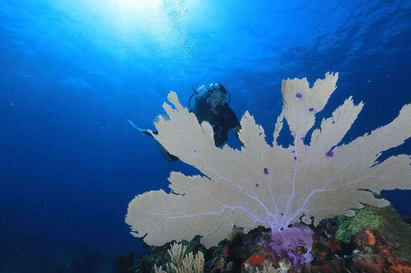 Cancun: Scuba Diving for Beginners, 2 Dives - Instruction, safety, and the small-group advantage