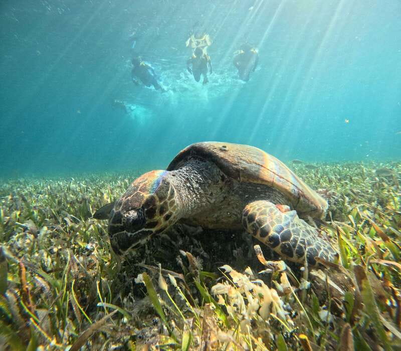 Cancun: Snorkeling Boat Tour with Gear - Five underwater settings in three hours