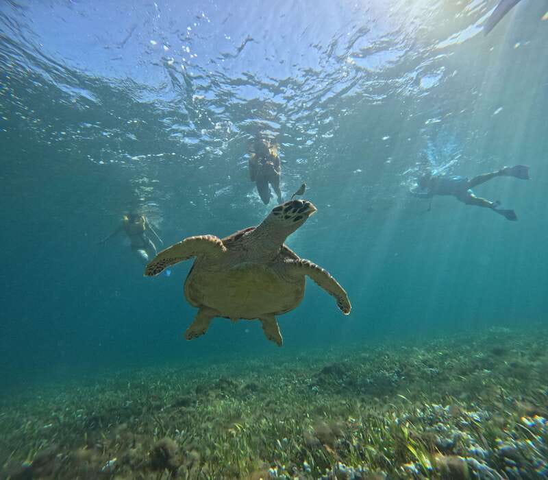 Cancun: Snorkeling Boat Tour with Gear - El Meco reef, shallow water and colorful fish