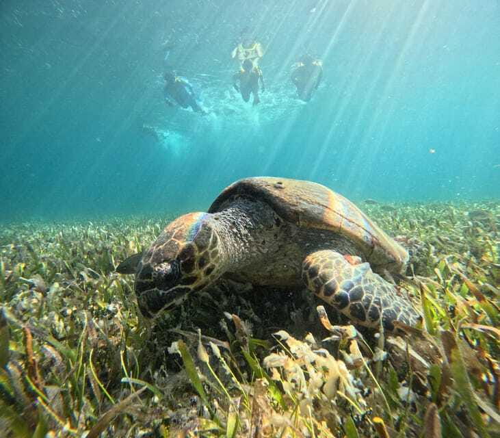 Cancun: Snorkeling Boat Tour with Gear - MUSA statues beneath the surface