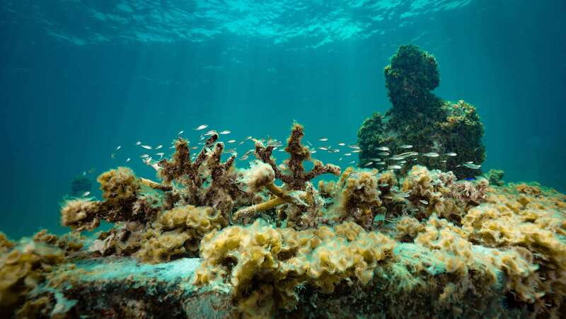 Cancun: Snorkeling Tour at MUSA The Underwater Museum - Should you book the MUSA snorkeling tour?