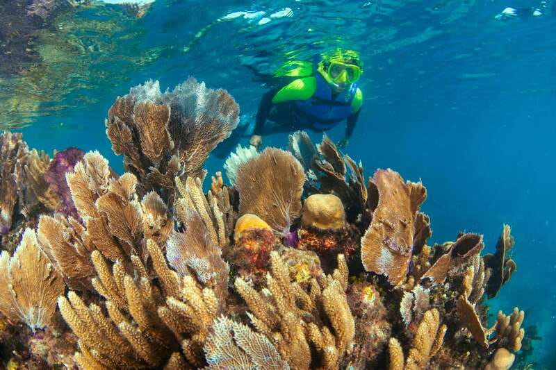 Cancun: Snorkeling Tour at MUSA The Underwater Museum - Second stop: Manchones Reef and Caribbean wildlife