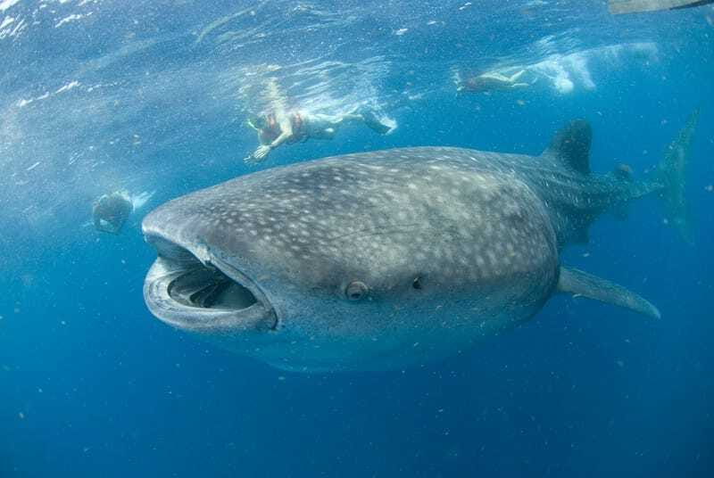 Cancún: Swim with Whale Sharks - Key points to know before booking