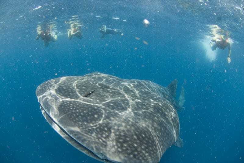 Cancún: Swim with Whale Sharks - Why this whale shark trip feels special