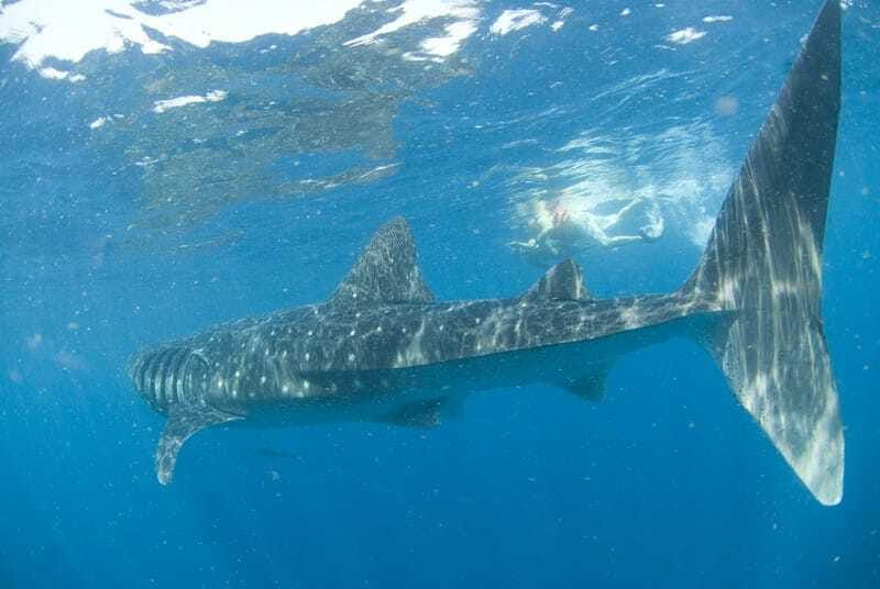 Cancún: Swim with Whale Sharks - How the whale shark swim works