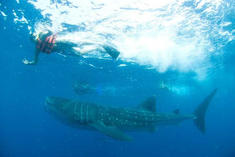 Cancún: Swim with Whale Sharks - Ceviche, guacamole, and a proper lunch stop