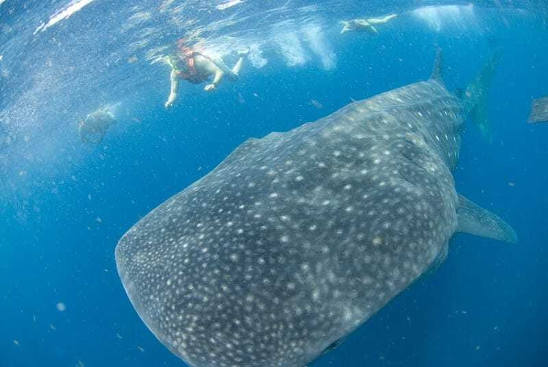 Cancún: Swim with Whale Sharks - Is $160 a fair price?