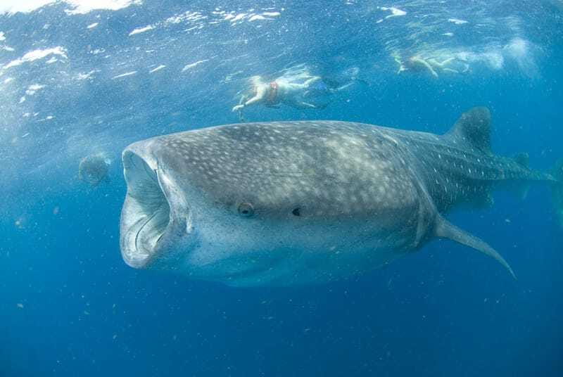 Cancún: Swim with Whale Sharks - What to pack and who should skip it