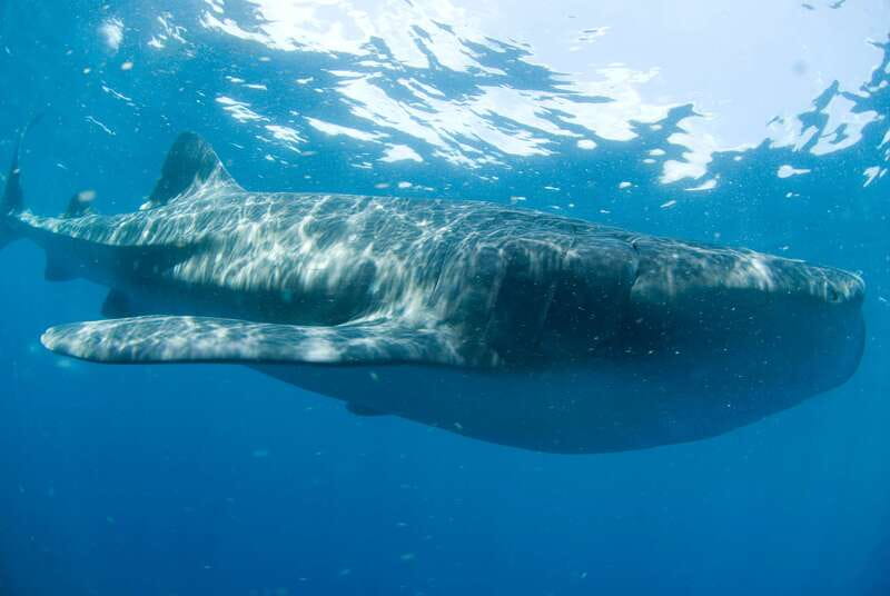 Cancún: Swim with Whale Sharks - From Cancún pickup to Puerto Juárez