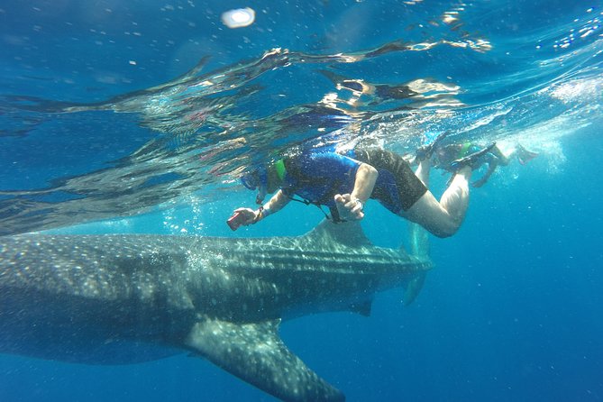 Cancun Whale Shark Encounter - Swimming with whale sharks from Punta Sam