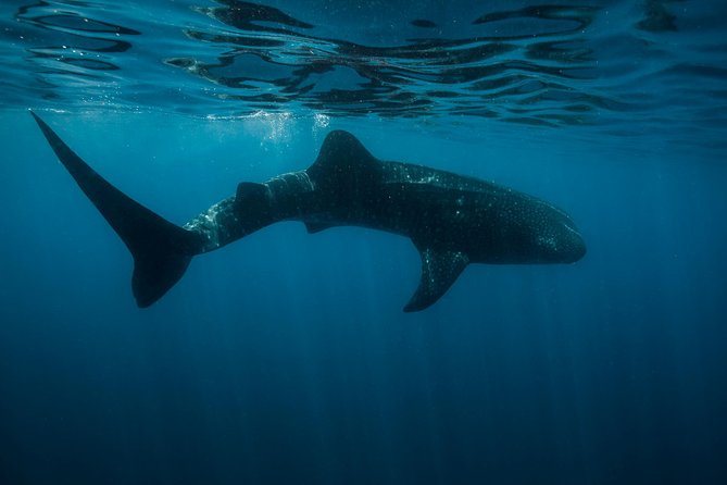 Cancun Whale Shark Encounter - Why the early start matters