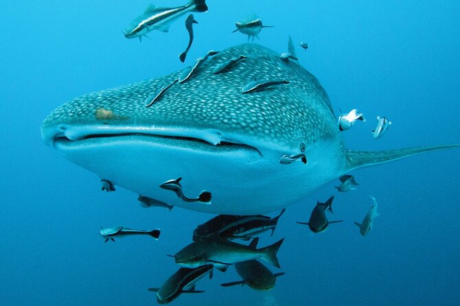 Cancun Whale Shark Encounter - Playa Norte: the calm finish at Isla Mujeres