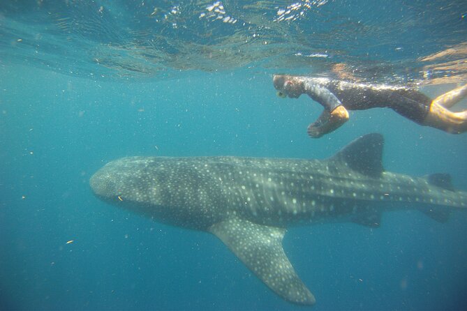 Cancun Whale Shark Encounter - The rules protect the animals and shape your day