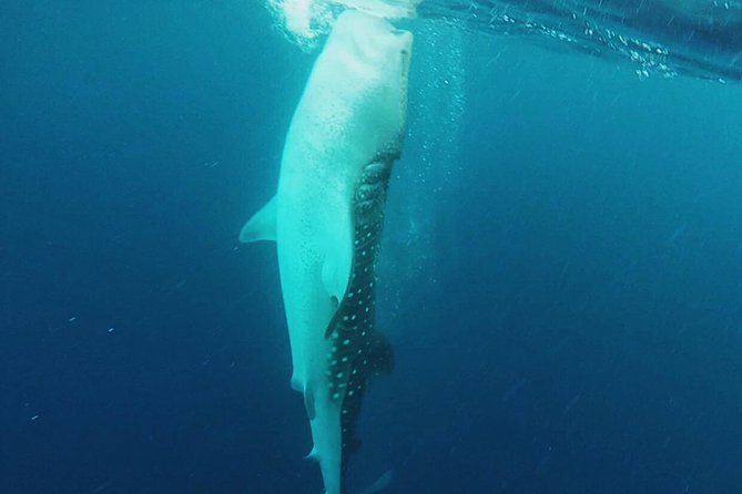 Cancun Whale Shark Encounter - Weather, fitness, and who should book